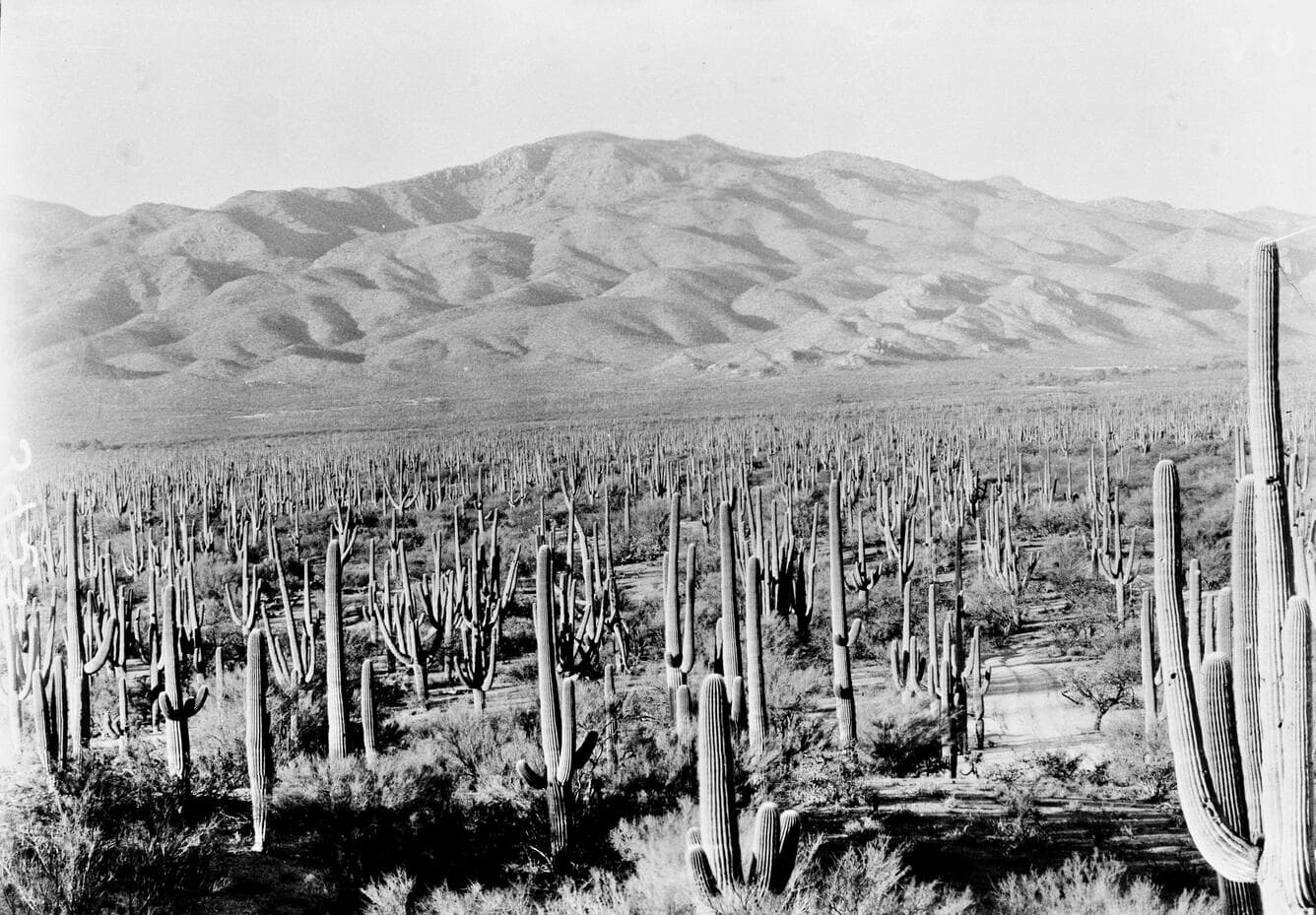 Saguaro National Monument East from camera point s0013 in 1935
