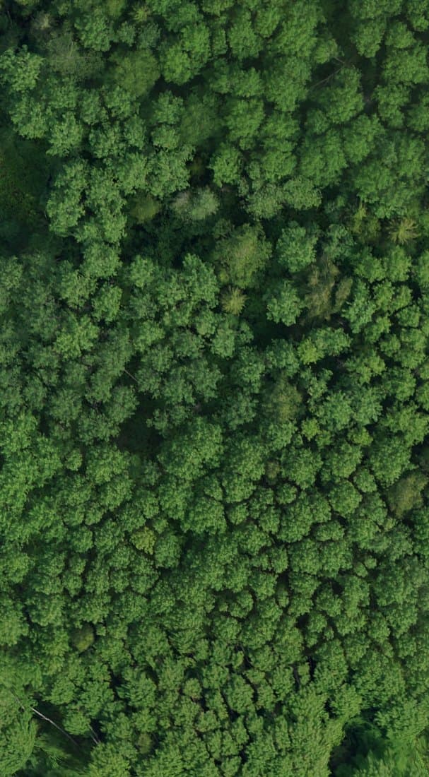 Plot 01 drone orthophoto