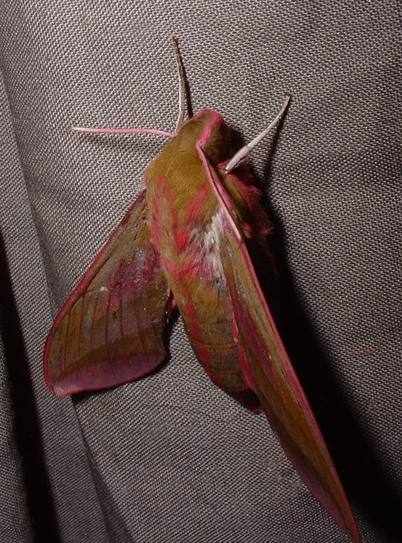 Elephant Hawk Moth reference photograph