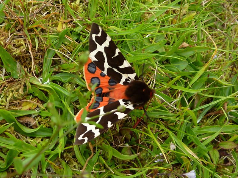 Garden Tiger Moth reference photograph