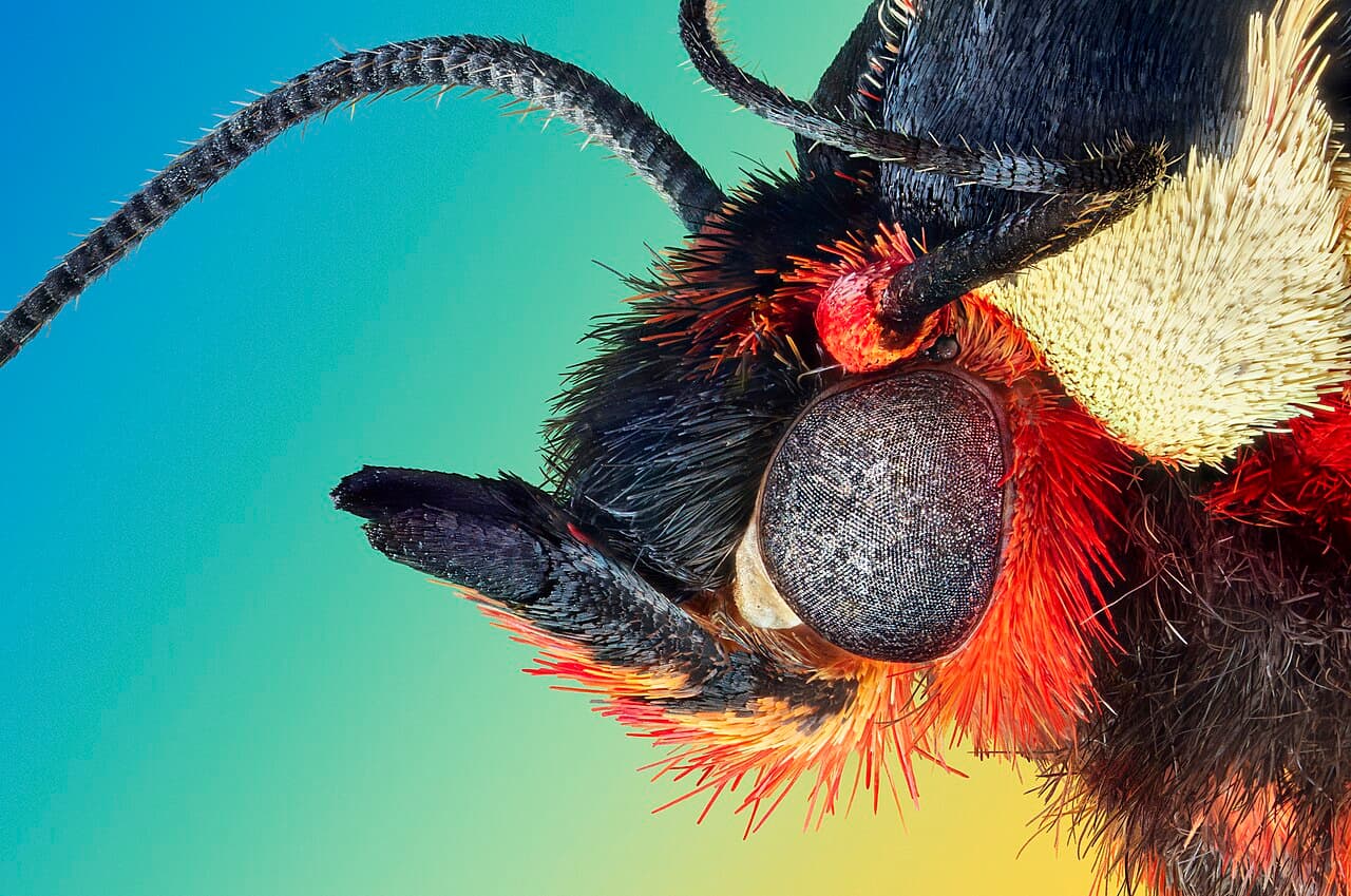 Garden Tiger Moth reference photograph