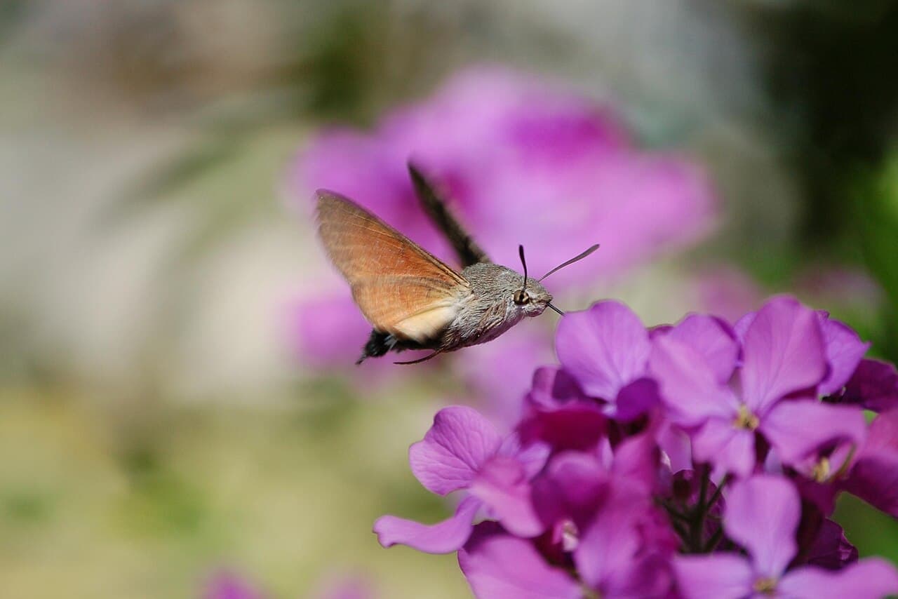 Hummingbird Hawk-Moth reference photograph