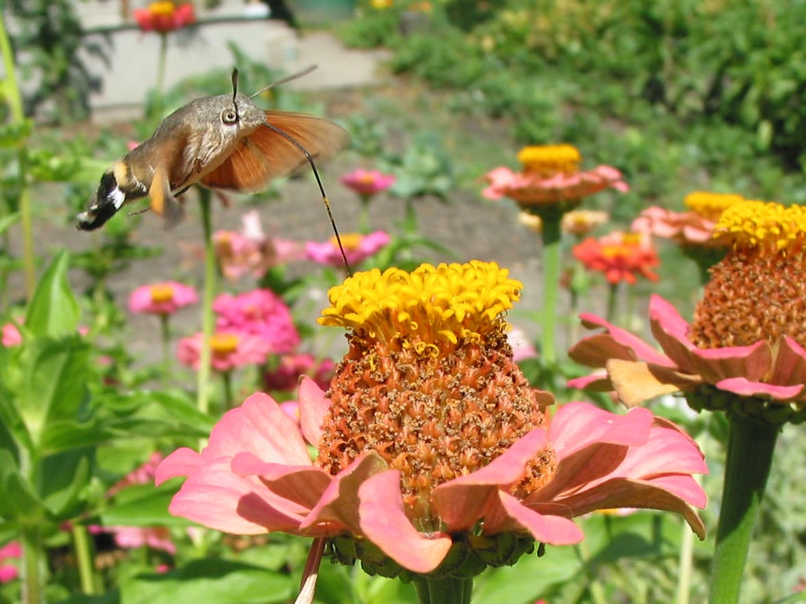 Hummingbird Hawk-Moth reference photograph
