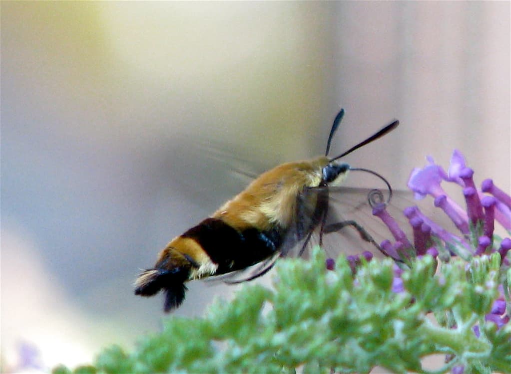 Hummingbird Hawk-Moth reference photograph