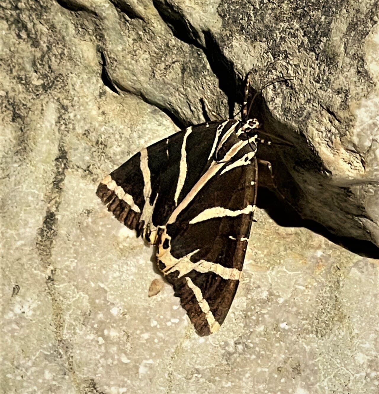 Jersey Tiger Moth reference photograph