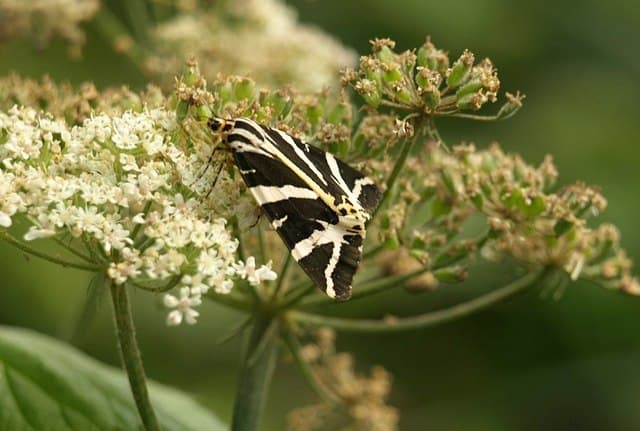 Jersey Tiger Moth reference photograph
