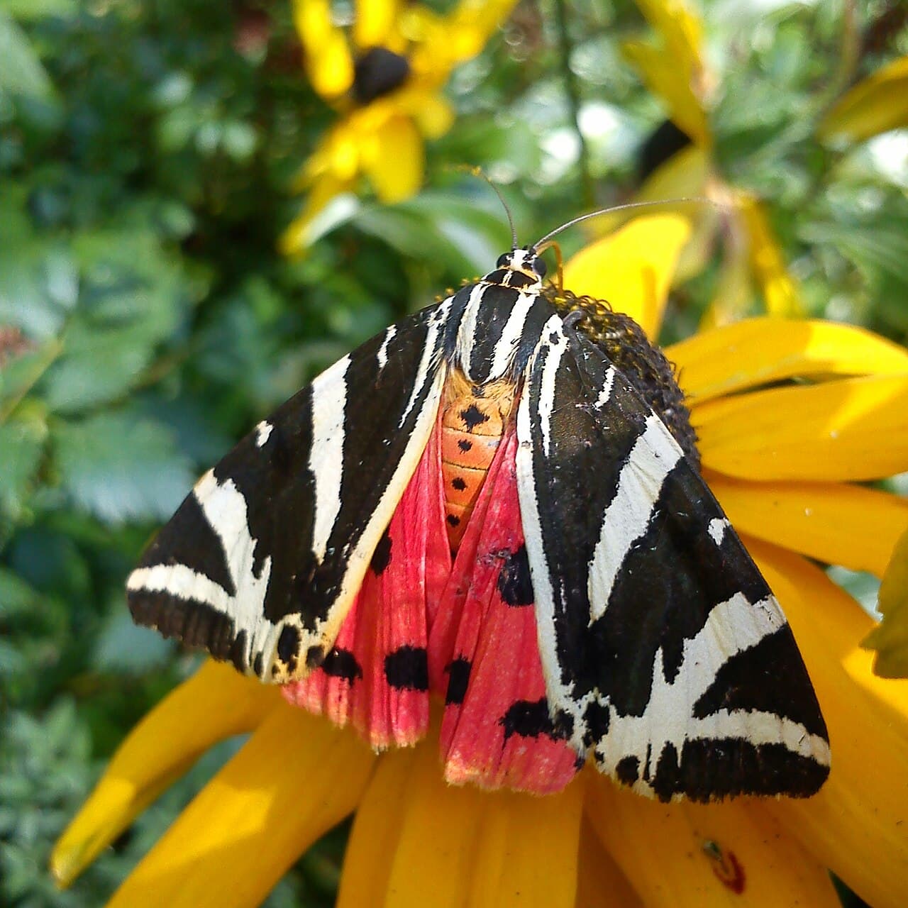 Jersey Tiger Moth reference photograph