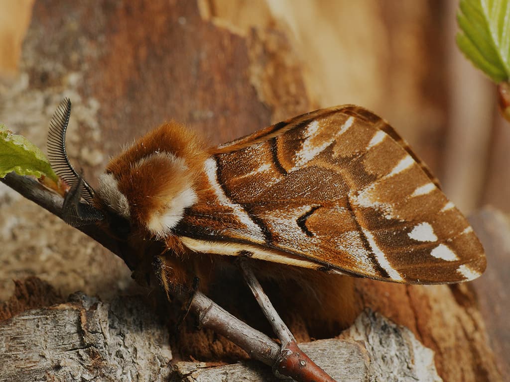 Kentish Glory Moth reference photograph
