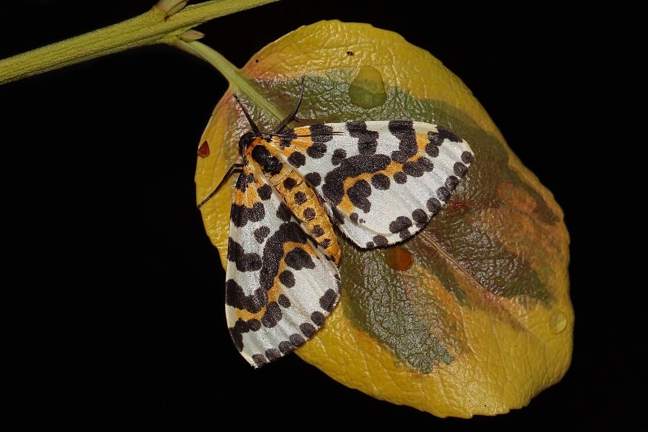 Magpie Moth reference photograph