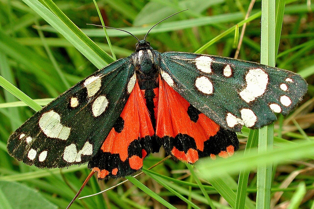 Scarlet Tiger Moth reference photograph